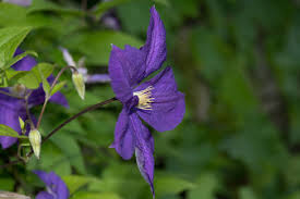 Image result for Browallia speciosa