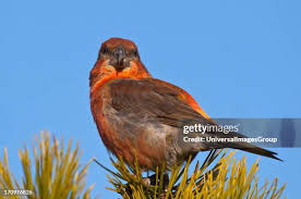 Attēlu rezultāti vaicājumam “Loxia pytyopsittacus male”