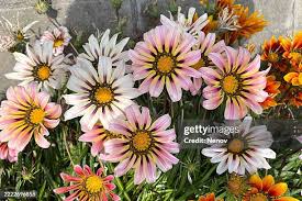 Image result for Gazanien