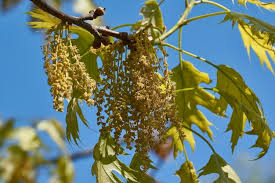 Attēlu rezultāti vaicājumam “Quercus rubra flower”
