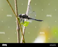 Attēlu rezultāti vaicājumam “Sympetrum danae”