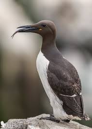 Image result for Uria aalge