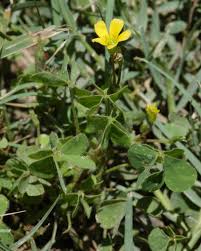 Attēlu rezultāti vaicājumam “Oxalis corniculata fruit”