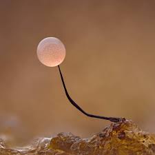 Attēlu rezultāti vaicājumam “Comatricha alta spores”