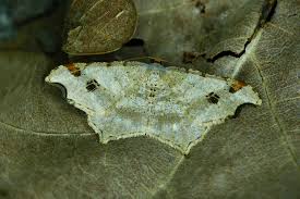 Attēlu rezultāti vaicājumam “Macaria alternata”