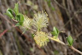 Attēlu rezultāti vaicājumam “Salix myrsinifolia”