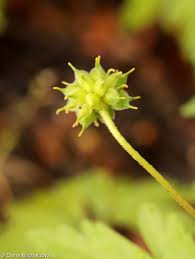 Attēlu rezultāti vaicājumam “Anemone ranunculoides leaf”
