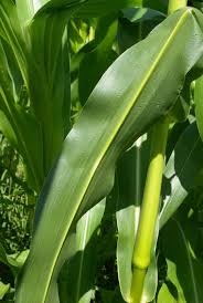 Attēlu rezultāti vaicājumam “Zea mays leaf”