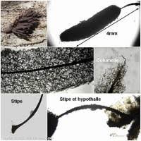 Attēlu rezultāti vaicājumam “Stemonitis marjana”