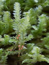 Attēlu rezultāti vaicājumam “Neckera pennata sporophyte”