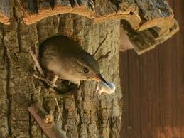 Attēlu rezultāti vaicājumam “Troglodytes troglodytes nest”