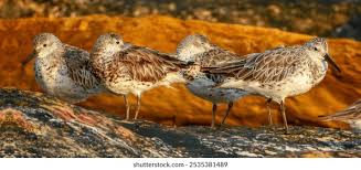 Image result for Calidris tenuirostris