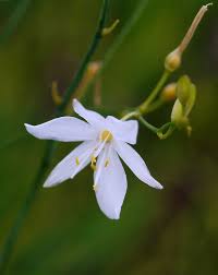 Attēlu rezultāti vaicājumam “Anthericum ramosum”