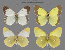 Attēlu rezultāti vaicājumam “Colias palaeno female”