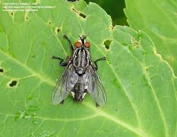 Attēlu rezultāti vaicājumam “Sarcophaga carnaria”