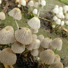 Attēlu rezultāti vaicājumam “Psathyrella pygmaea”