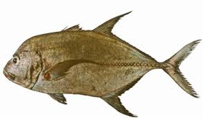 Image result for Caranx lugubris