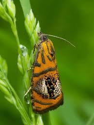 Attēlu rezultāti vaicājumam “Olethreutes arcuella”