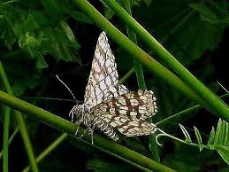 Attēlu rezultāti vaicājumam “Chiasmia clathrata”