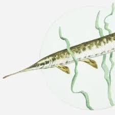Image result for Lepisosteus osseus