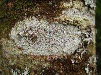 Attēlu rezultāti vaicājumam “Lecanora argentata”