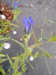 Attēlu rezultāti vaicājumam “Gentiana pneumonanthe leaf”