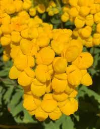 Image result for Calceolaria integrifolia