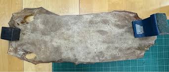 Image result for Megatrygon microps