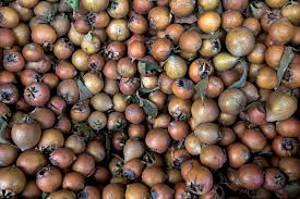 Attēlu rezultāti vaicājumam “Mespilus germanica fruit”