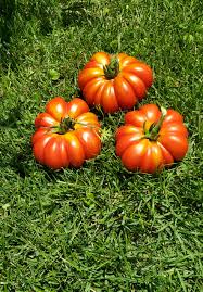 Afbeeldingsresultaat voor costoluto genovese tomato