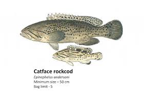 Image result for Epinephelus andersoni