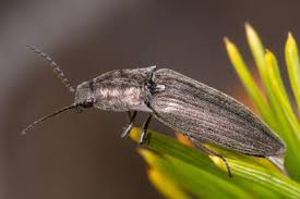 Attēlu rezultāti vaicājumam “Actenicerus sjaelandicus”