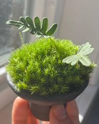 Attēlu rezultāti vaicājumam “Leucobryum glaucum”