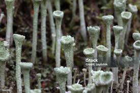 Attēlu rezultāti vaicājumam “Cladonia fimbriata”