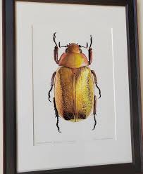 Attēlu rezultāti vaicājumam “Oiceoptoma thoracicum”