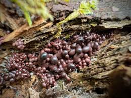 Attēlu rezultāti vaicājumam “Arcyria stipata”