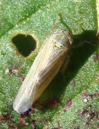 Attēlu rezultāti vaicājumam “Macrosteles nymph”