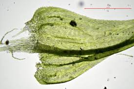 Attēlu rezultāti vaicājumam “Palustriella falcata”