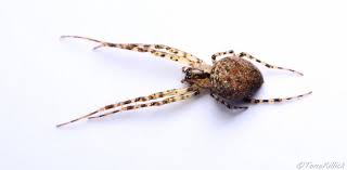 Attēlu rezultāti vaicājumam “Metellina merianae”