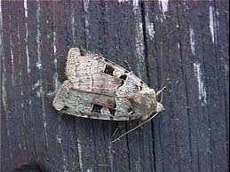 Attēlu rezultāti vaicājumam “Xestia triangulum”