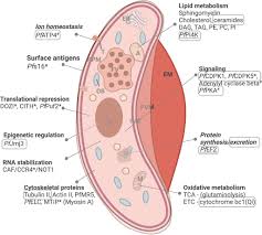 Attēlu rezultāti vaicājumam “Enteridium variabile plasmodium”