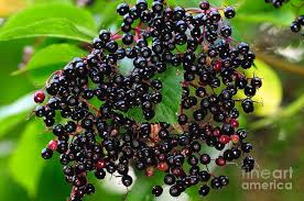 Attēlu rezultāti vaicājumam “Sambucus nigra fruit”