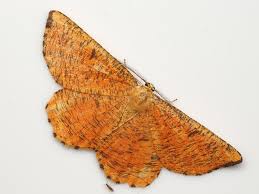 Attēlu rezultāti vaicājumam “Angerona prunaria”