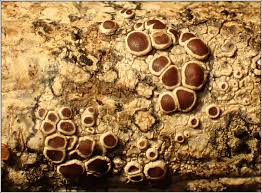 Attēlu rezultāti vaicājumam “Lecanora argentata”