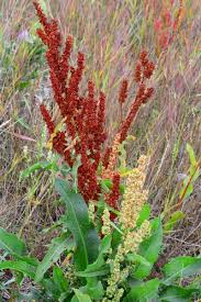 Attēlu rezultāti vaicājumam “Rumex crispus leaf”