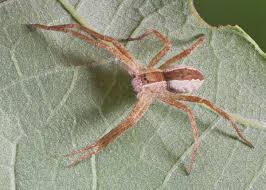 Attēlu rezultāti vaicājumam “Pisauridae”