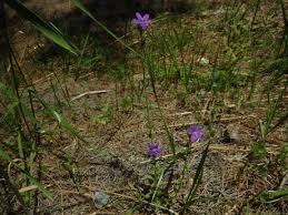 Attēlu rezultāti vaicājumam “Venusia blomeri”
