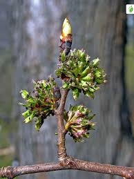 Attēlu rezultāti vaicājumam “Ulmus glabra flower”