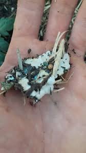 Attēlu rezultāti vaicājumam “Fuligo candida f. persicum spores”