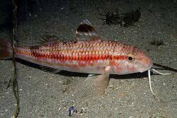 Image result for Mullus surmuletus